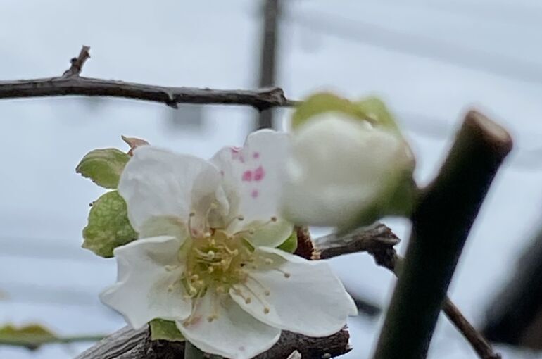 「期限」とは
